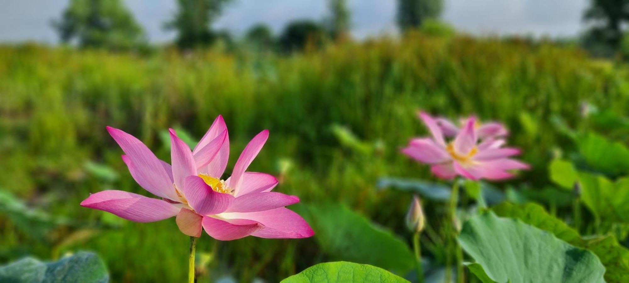 Viet Mekong Farmstay Tràm Chim Zewnętrze zdjęcie